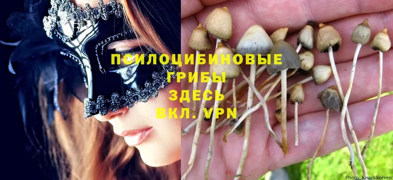 Галлюциногенные грибы MAGIC MUSHROOMS  kraken как войти  Петушки 